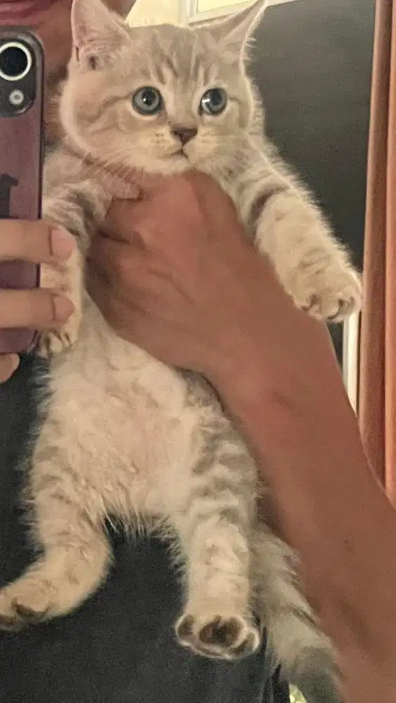 Kitten BSH (British Short Hair) warna premium lilac/golden tabbyshaded