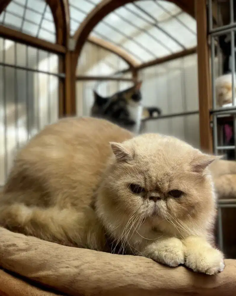 KUCING PEAKNOSE LINE PED