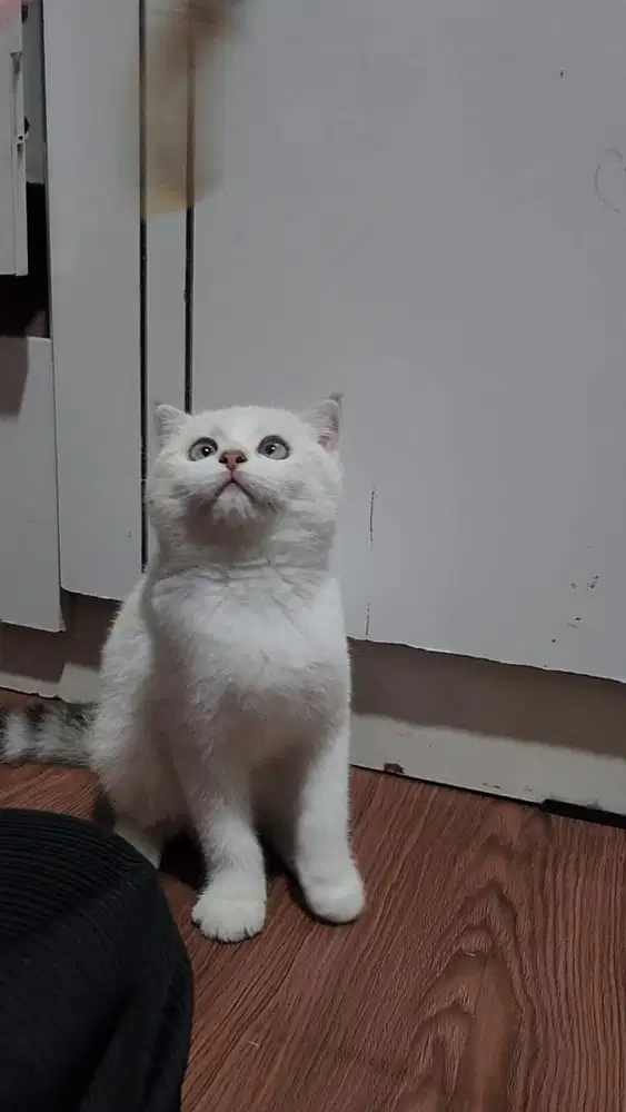 KUCING KITTEN BSH SILVER || BRITISH SHORTHAIR SILVER FEMALE