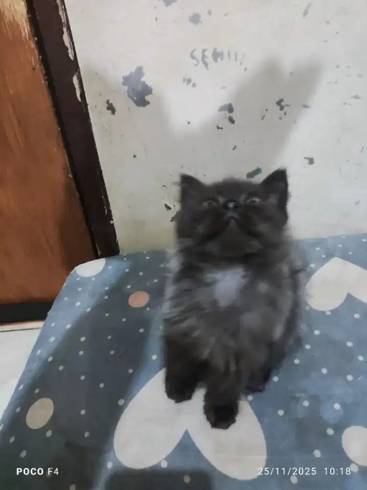 Open adopt kitten persia