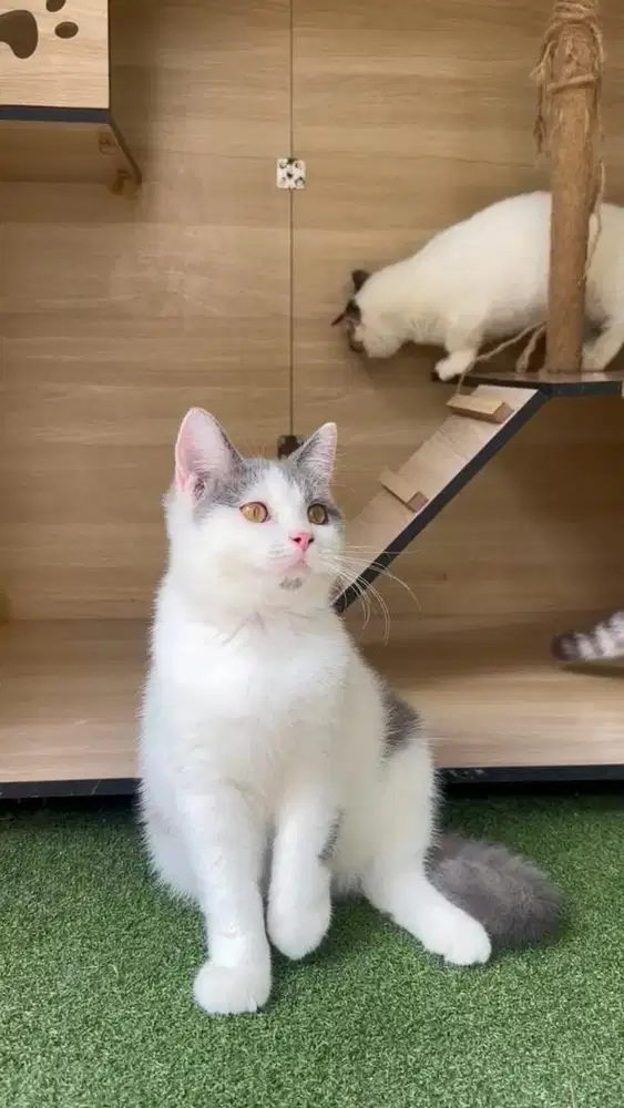 KUCING KITTEN BSH BICOLOUR BLUE MALE || BRITISH SHORTHAIR BICOLOUR