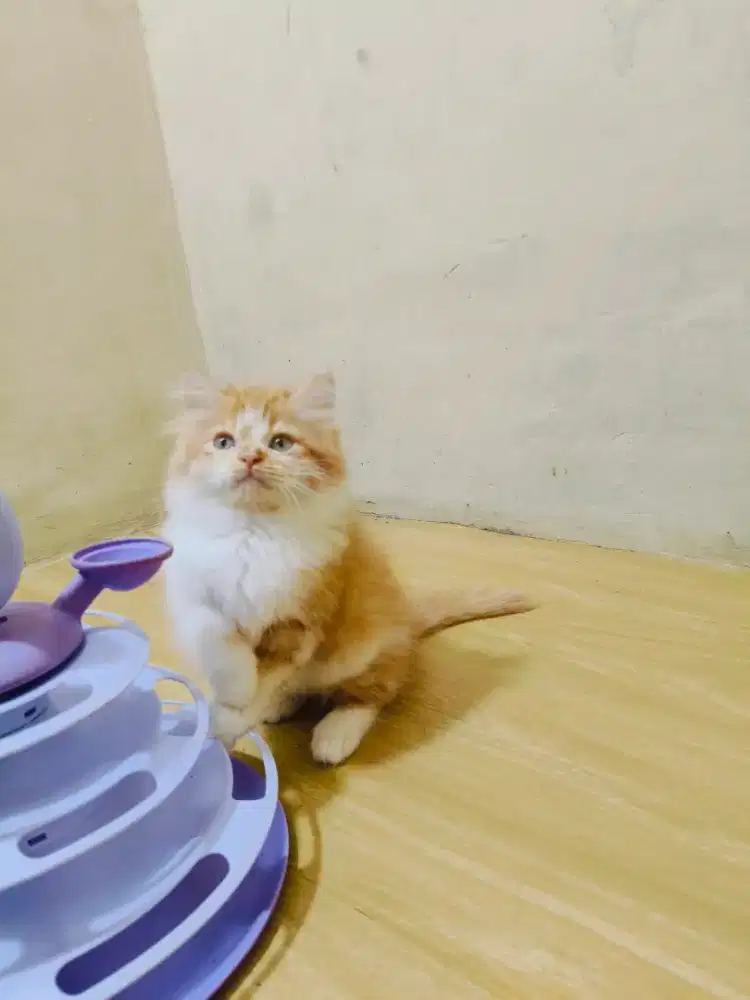 Kitten Persia oyen putih