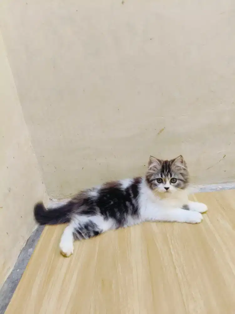 Marble tabby flatnose