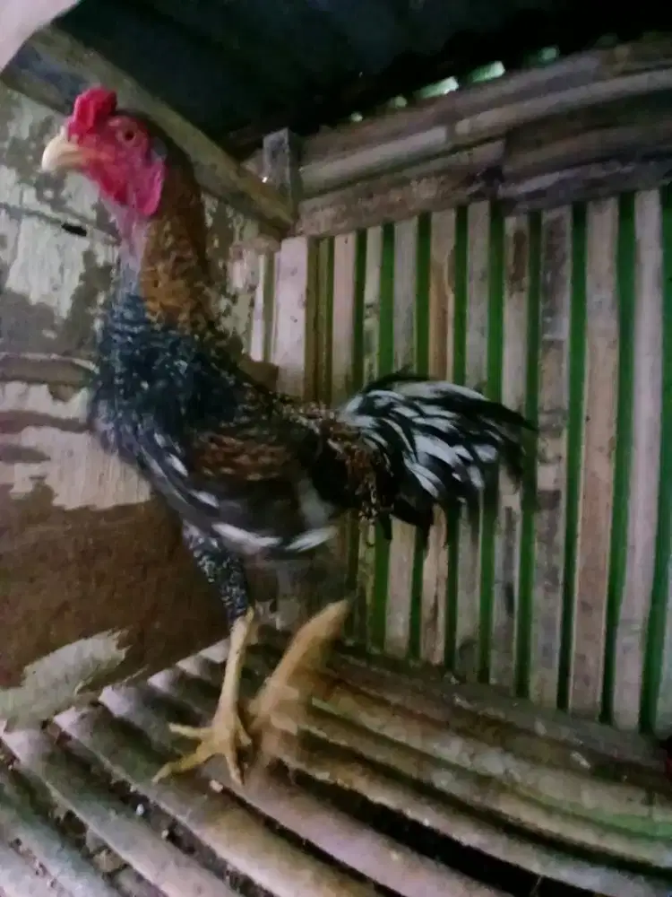 Jual ayam  bangkok
