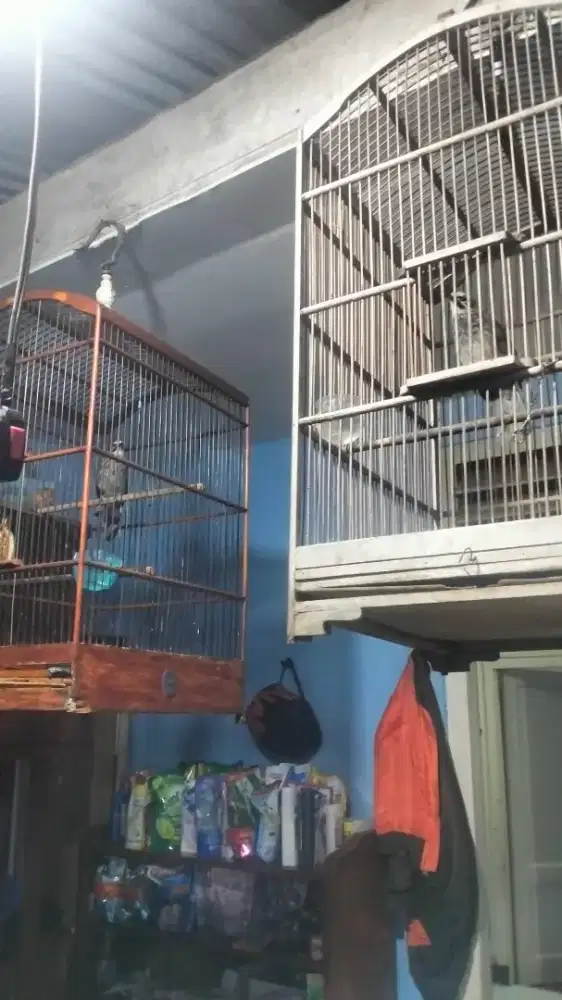 Cucak Rowo sepasang dna