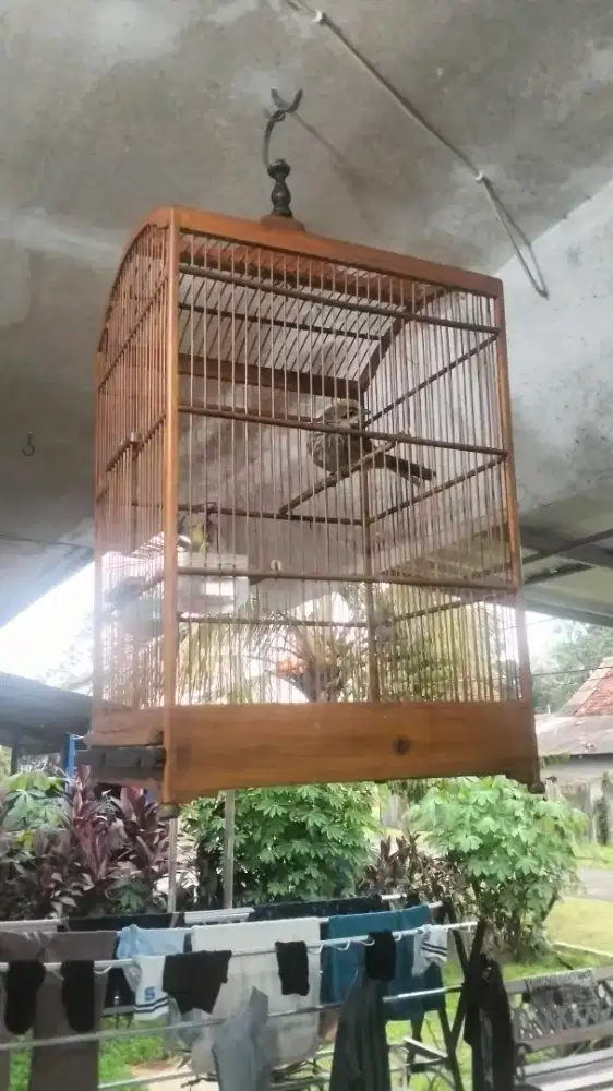 Cucak Rowo jantan gacor