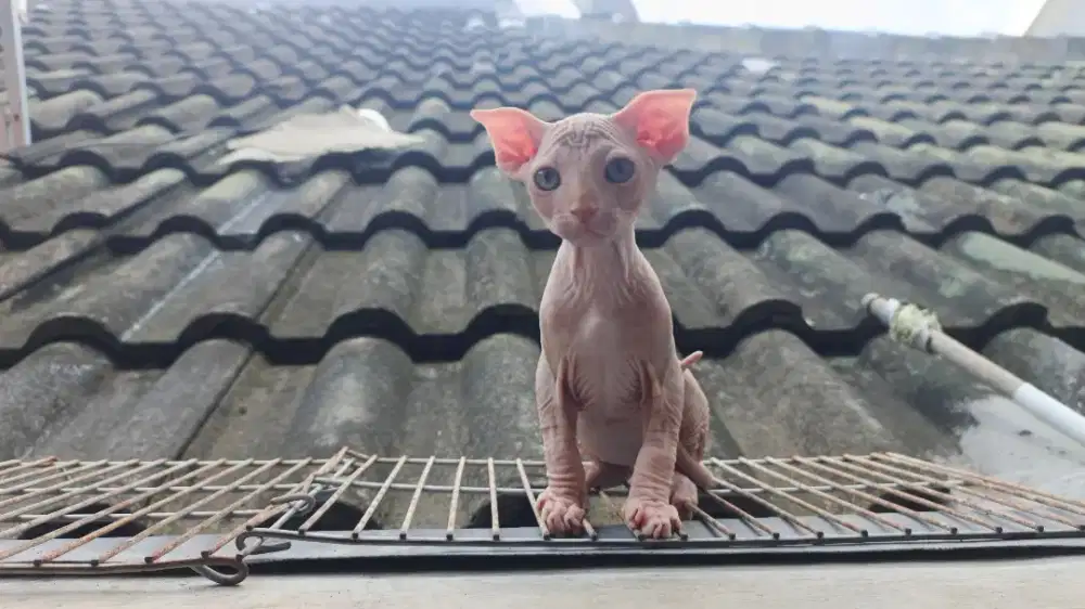 Kucing Sphynx levkoy