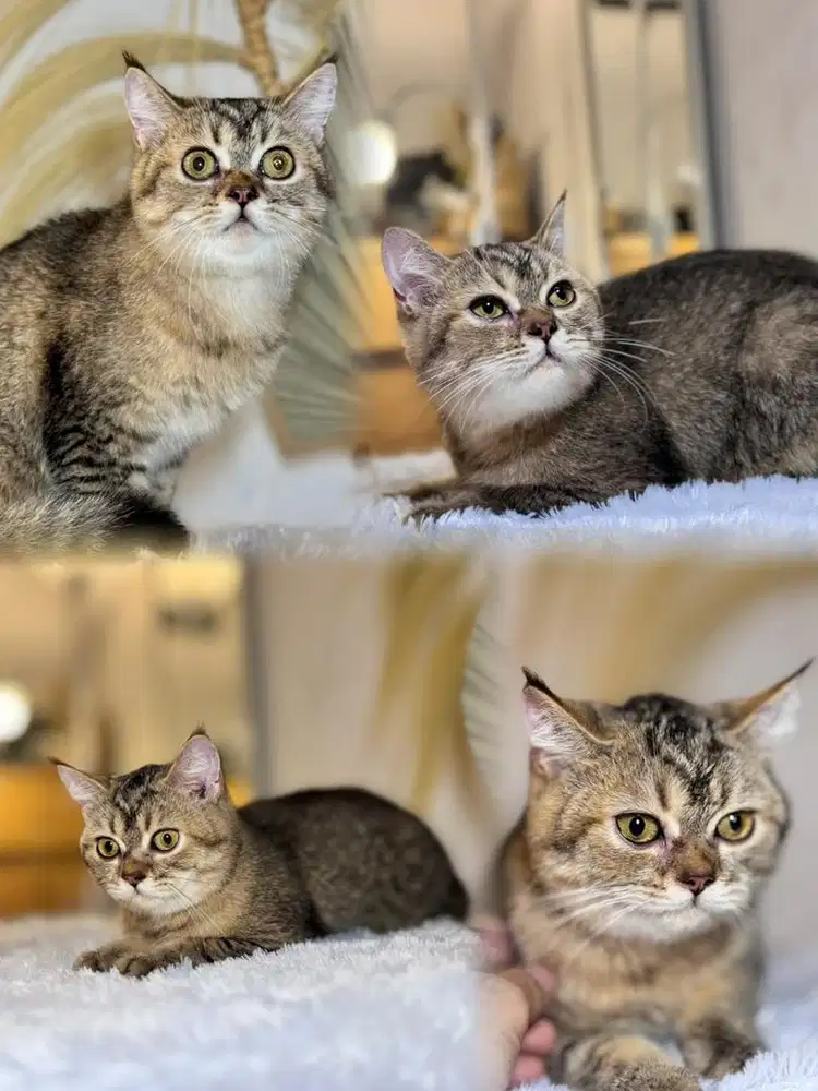 Kucing british shorthair bsh golden black murah