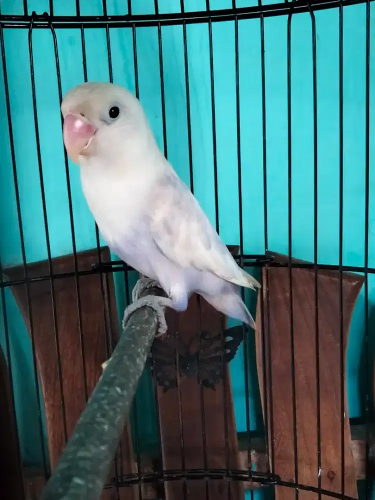 lovebird pasvio jantan dewasa