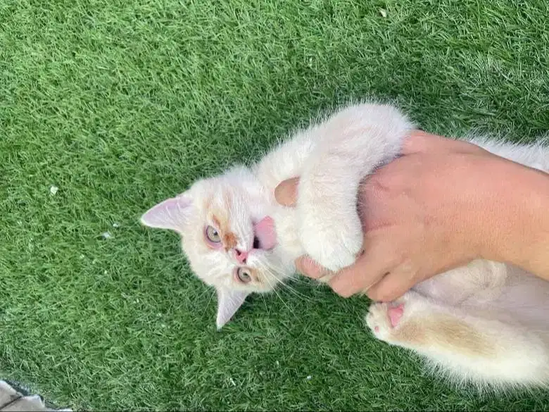 [Open Adopt] Kitten / Anak Kucing British Short Hair (BSH) x Peaknose