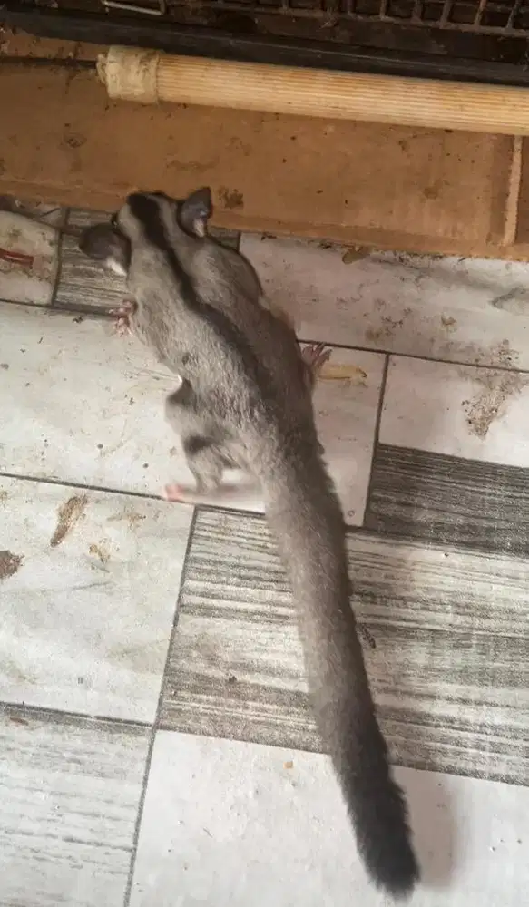 Sugar glider classic grey joey jantan 2 bulan