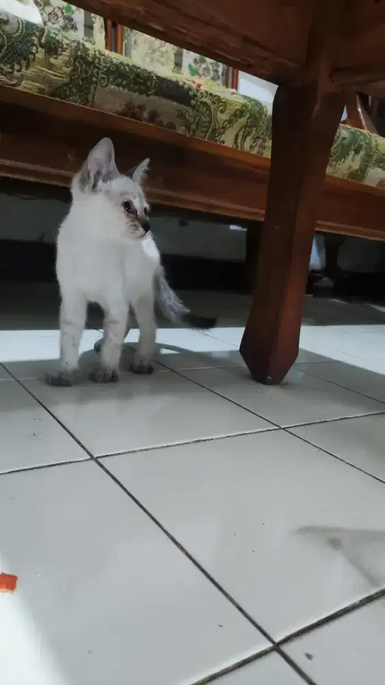 Kucing persia 2.5 bulan