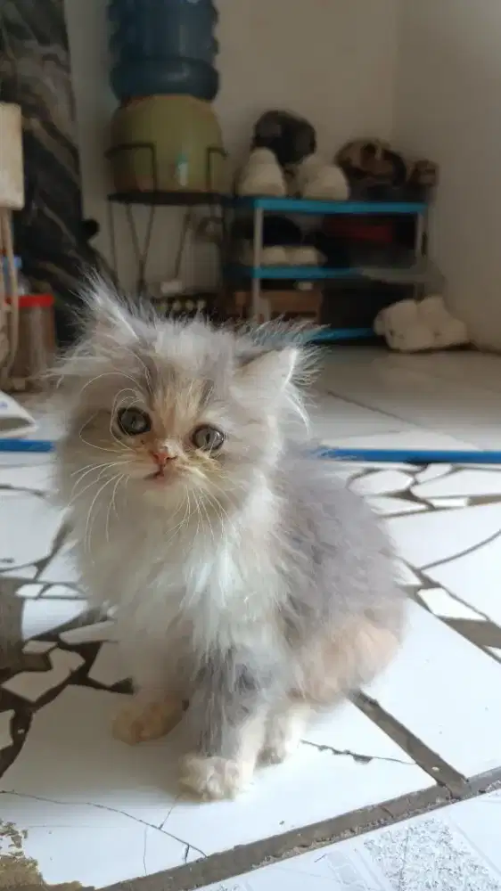 KUCING PERSIA FLATNOSE LONGHAIR