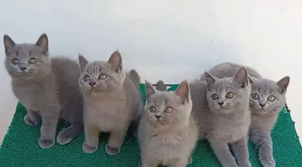 BRITISH SHORTHAIR/BSH BLUE