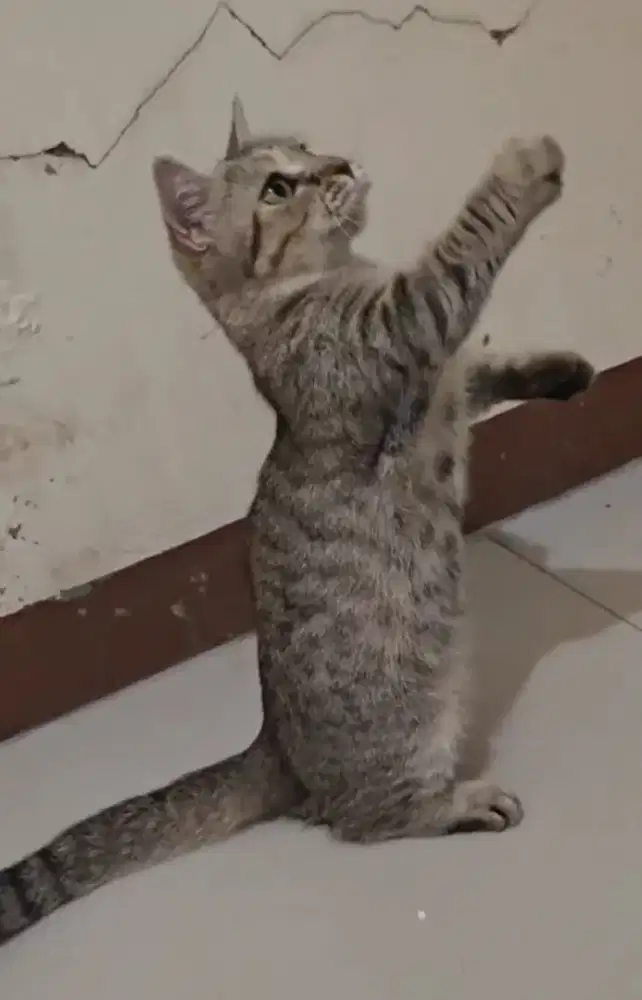 Munchkin belang betina