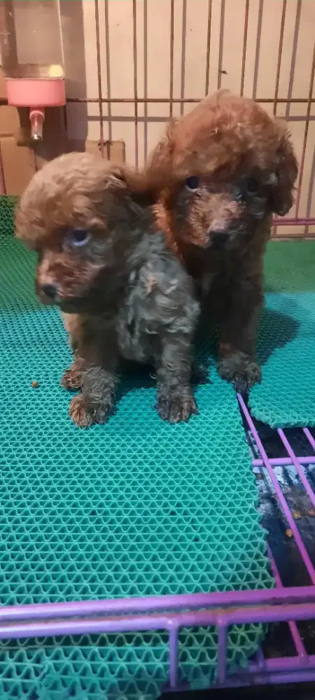 Jual anjing poodle anakan