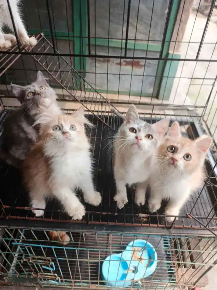 Persia jantan-betina 3 bulan