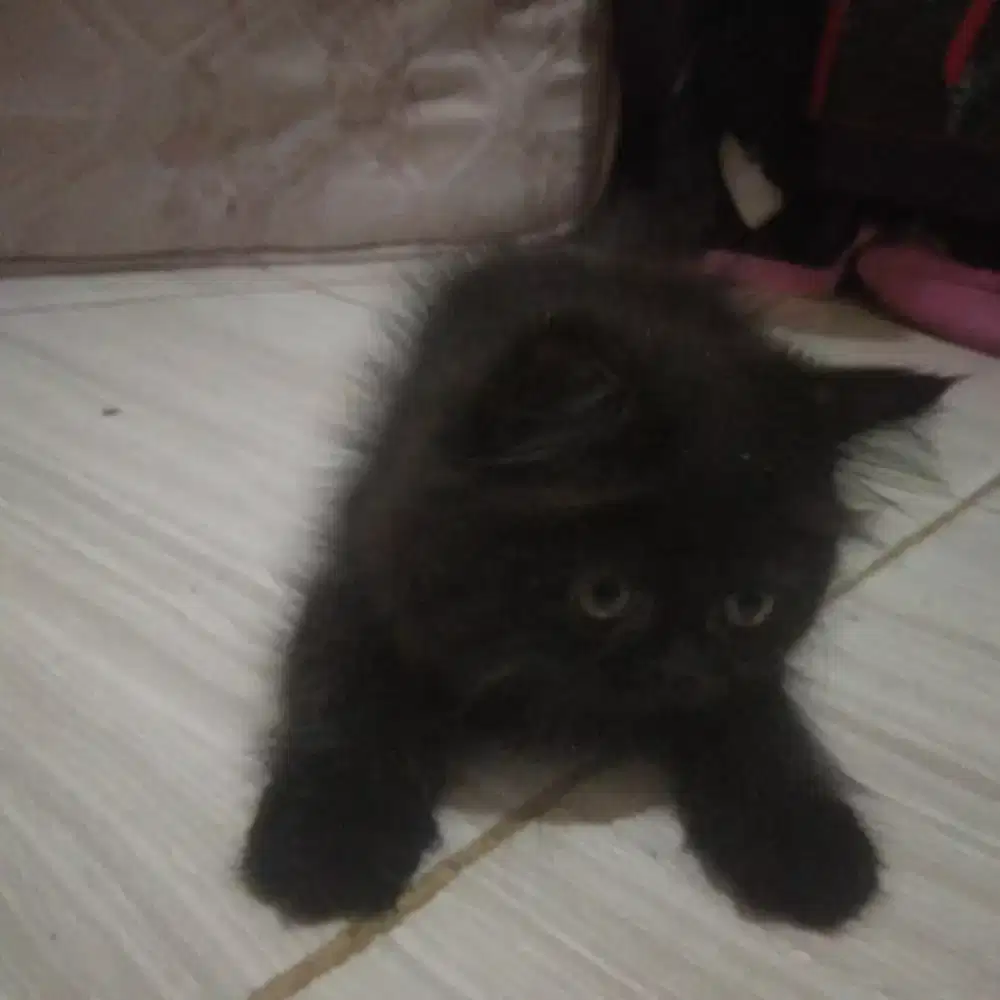 Persia betina 2,5 bulan