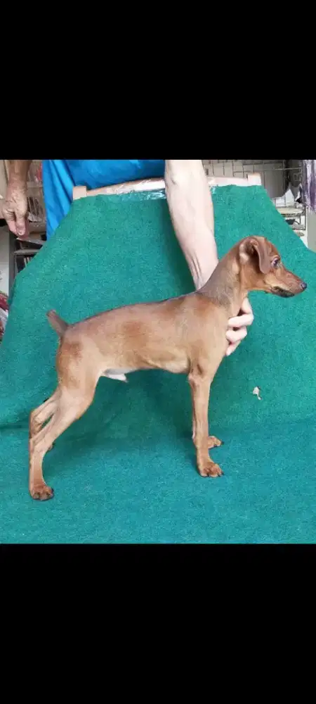 Jual anakan anjing mini pincher