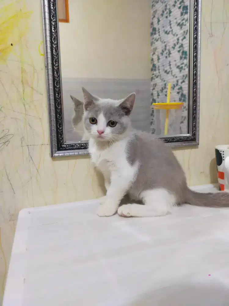 Kucing bsh Bicolour Lilac kitten betina