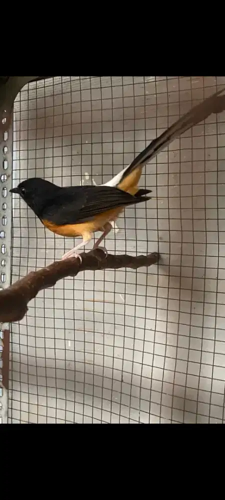 Di jual burung murai pastol