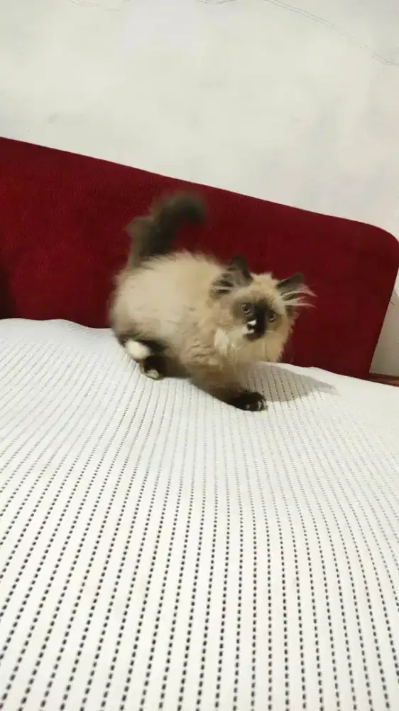 Kitten ragdol jantan
