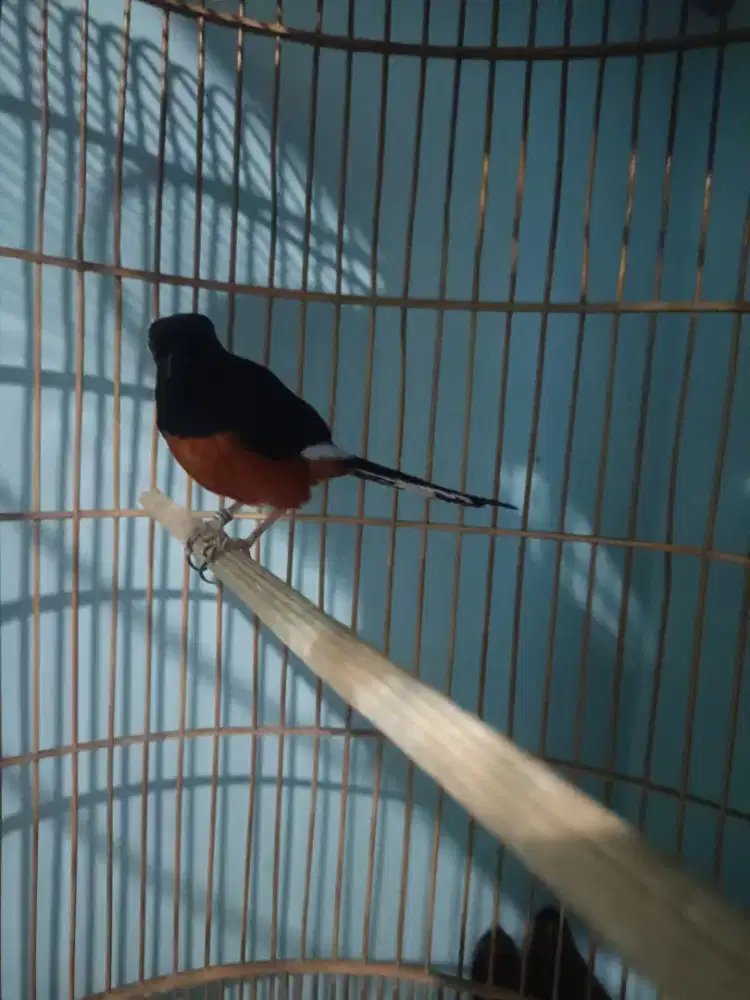 Di jual burung murai  balak 4