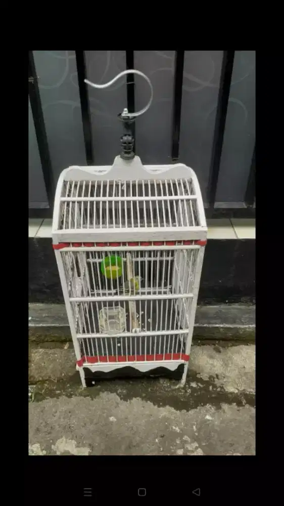 Cipow Daun sama Kandang