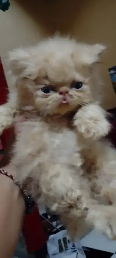 Kucing pixnus kesayangan