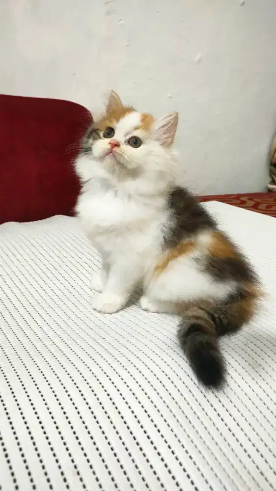 Kitten Persia jantan dan betina