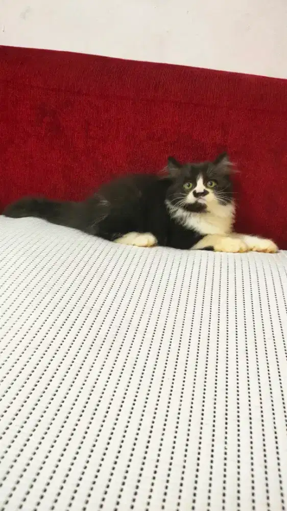 Kitten Persia jantan