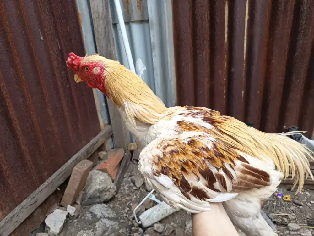 Jual ayam Assel parrot