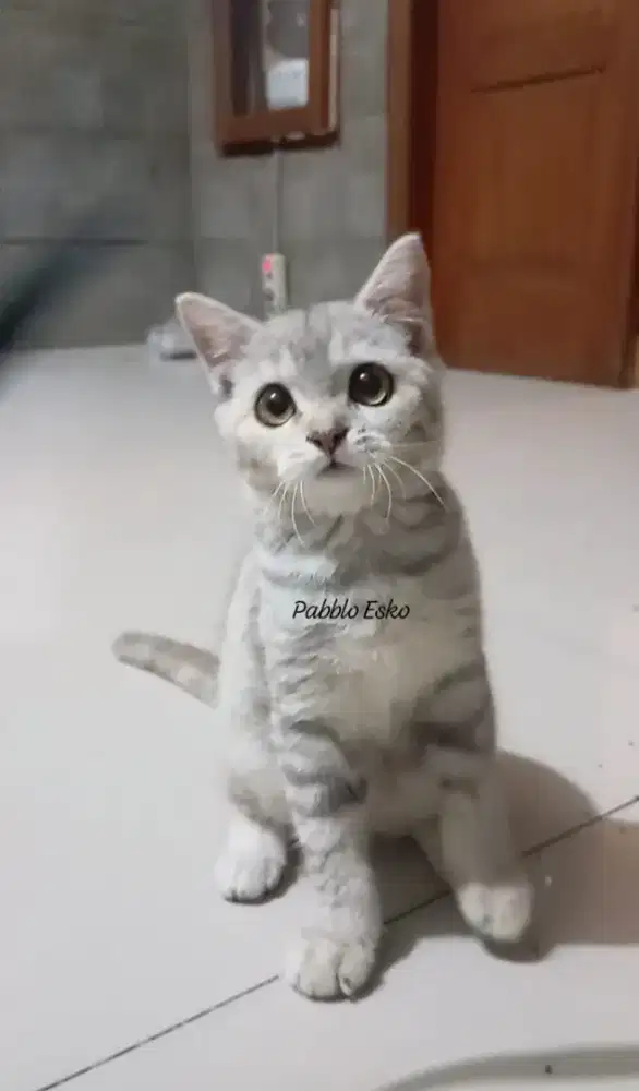 Kucing betina BSH golden tabby