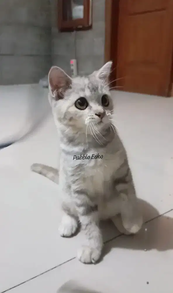 Kitten BSH golden tabby non ped