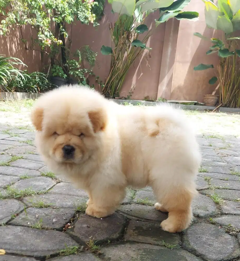 anjing chow chow anabul chowchow