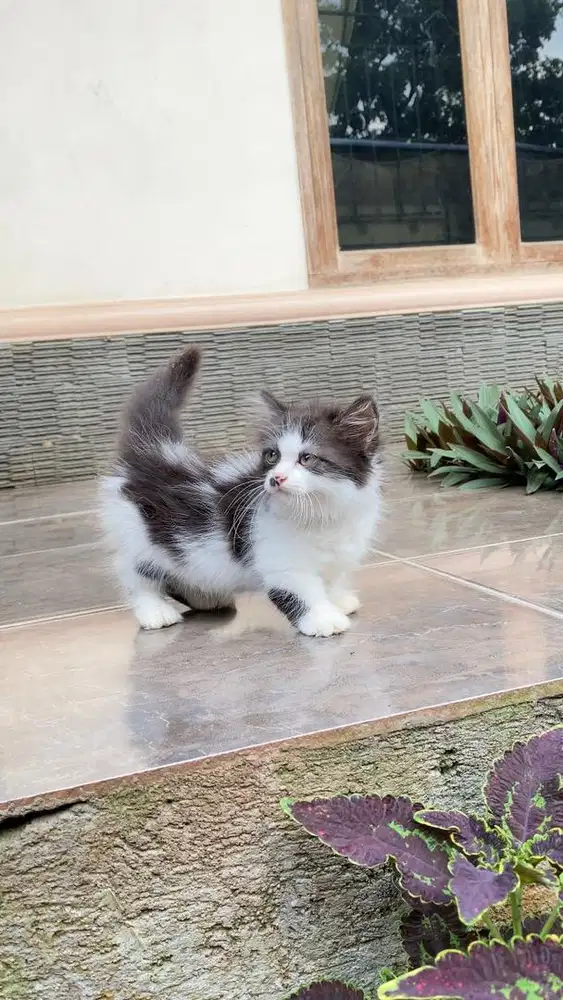 Kucing kitten munchkin minuet cebol