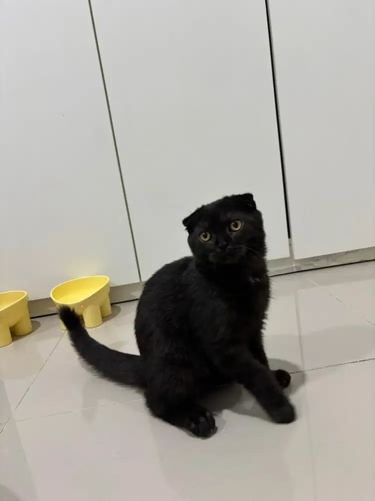 Scottish Fold not BSH