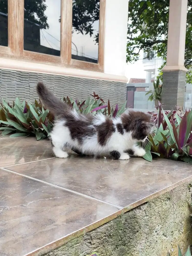 Kitten kucing munchkin minuet cebol