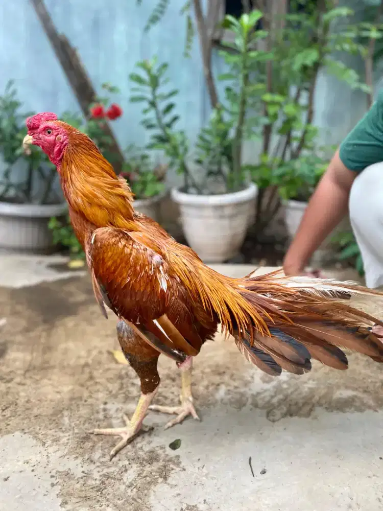 Ayam ekor lidi pacek