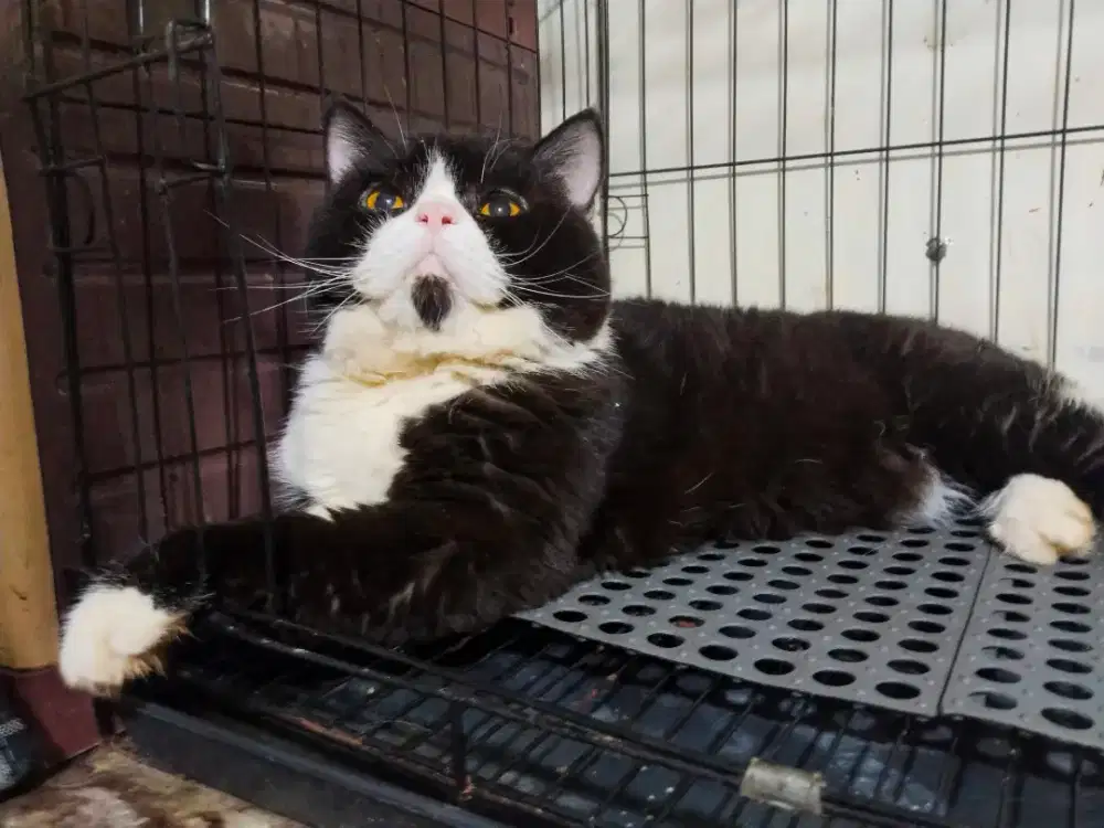 Kucing Bsh gembul pejantan tangguh