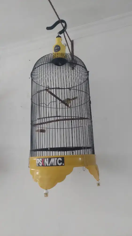 Burung semi ciblek msh muda gacor