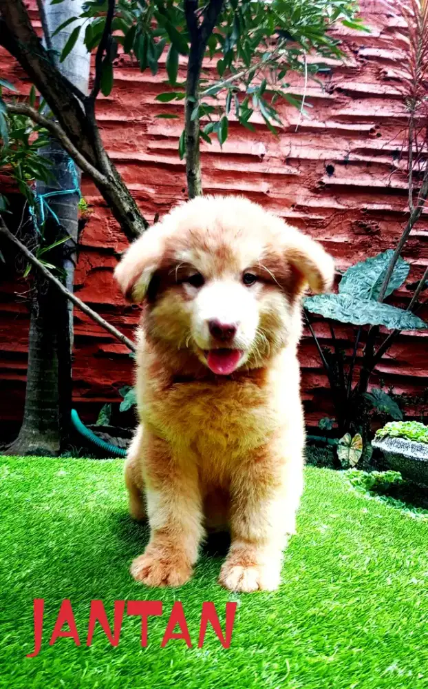 puppies alaskan malamute big size