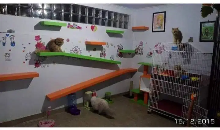 Jasa Grooming panggilan ke rumah