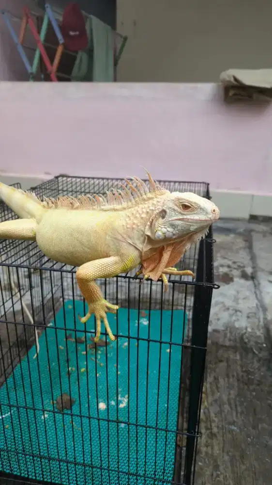 Iguana albino jantan