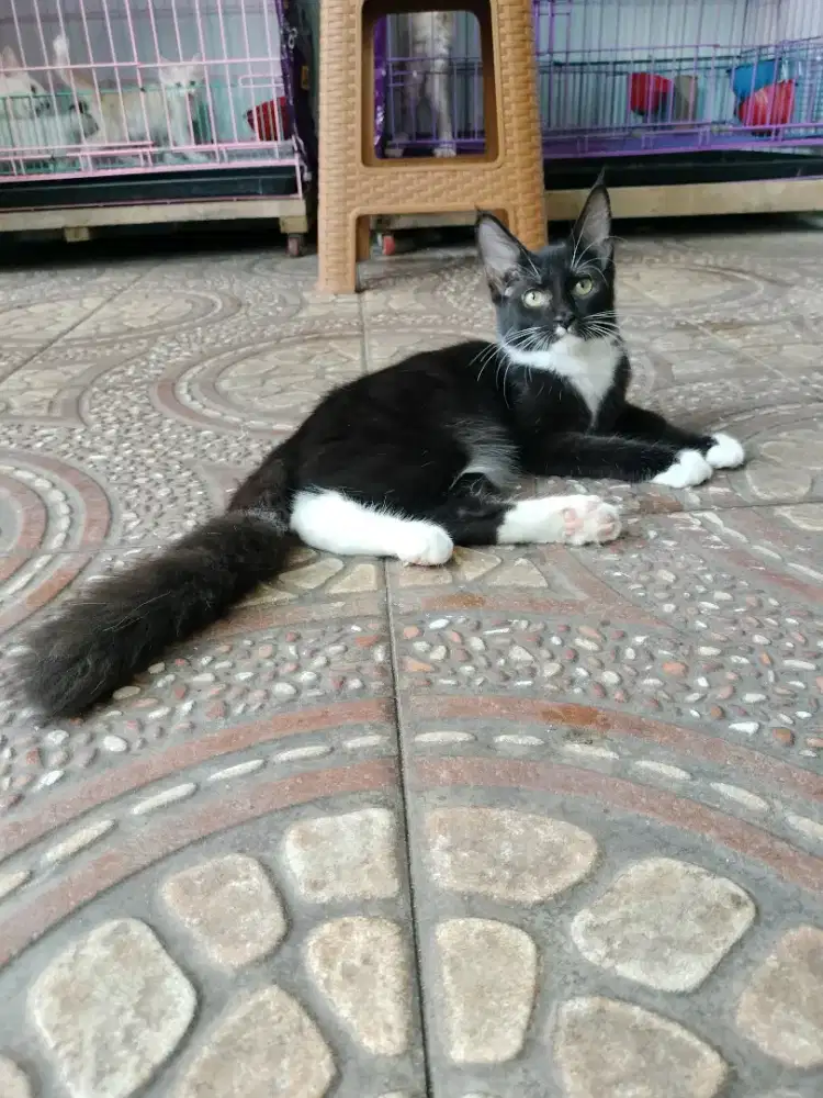 Pure Mainecoon jantan cakepp