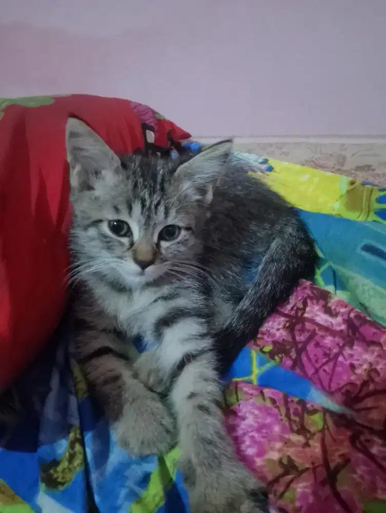 Hibah Kucing Mixdom (Gratis)