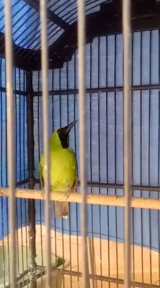 Ijo rajin bunyi Jinak minat sby tmr. fs