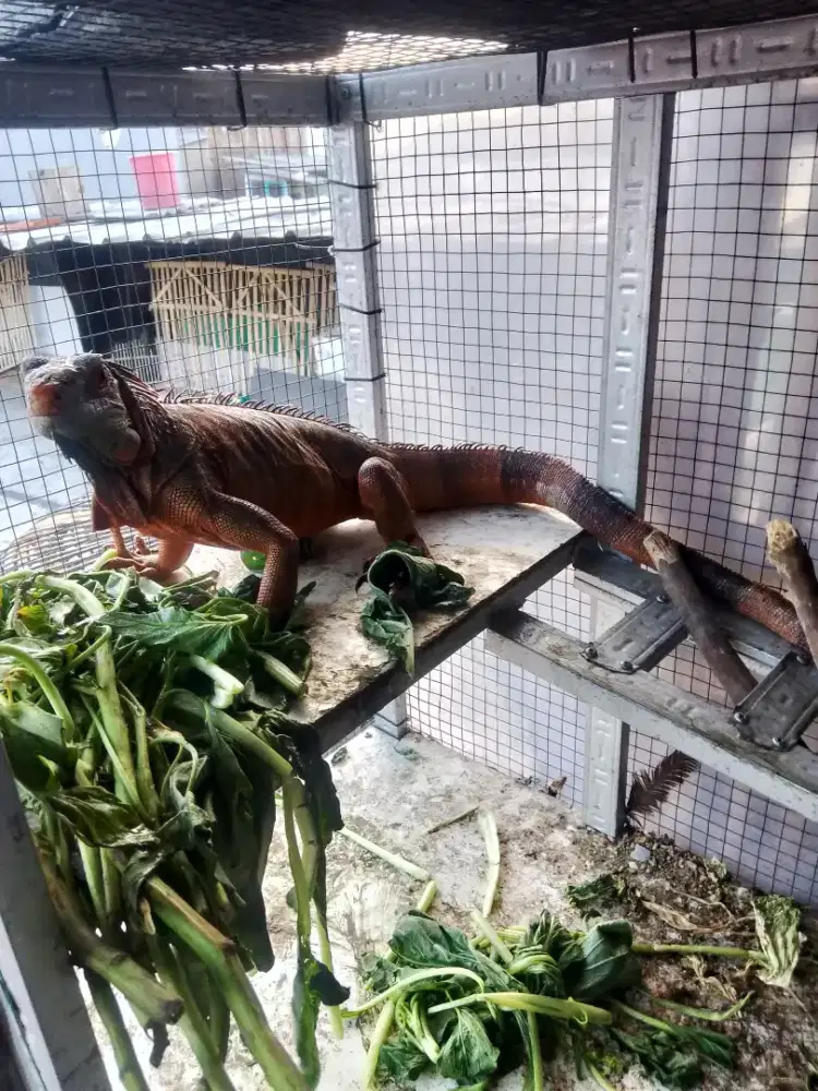 Iguana red dewasa