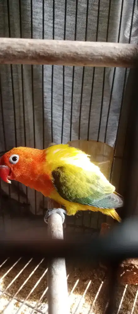 Lovebird biola euwing love bird