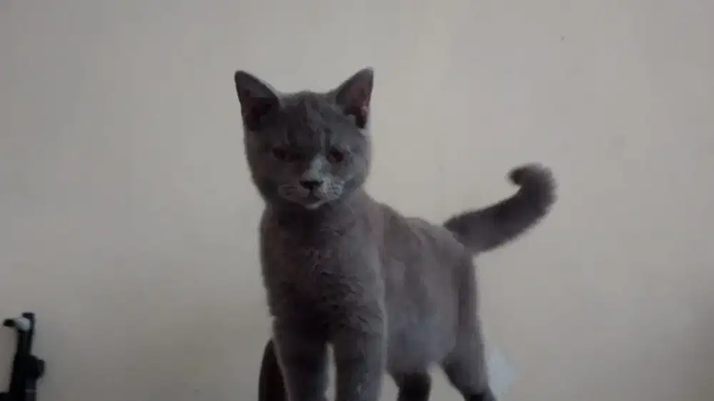 Kucing British short hair betina